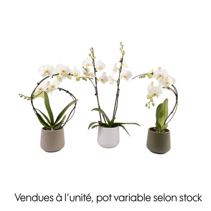  Orchidée, Phalaenopsis : Pot 'floris' D.14cm