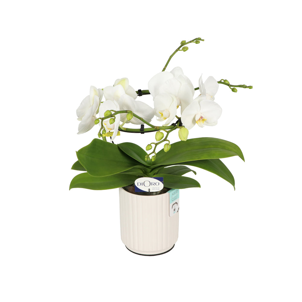  Phalaenopsis Dioro, 2 Tiges : Coupe D.13cm