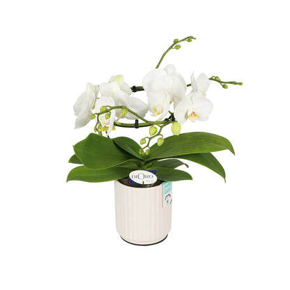  Phalaenopsis Dioro, 2 Tiges : Coupe D.13cm