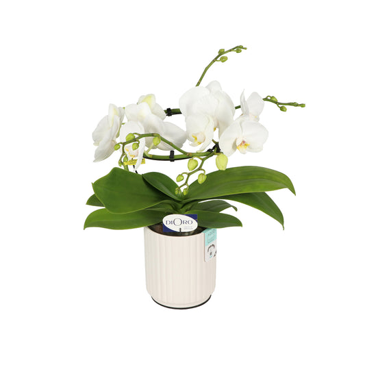  Phalaenopsis Dioro, 2 Tiges : Coupe D.13cm
