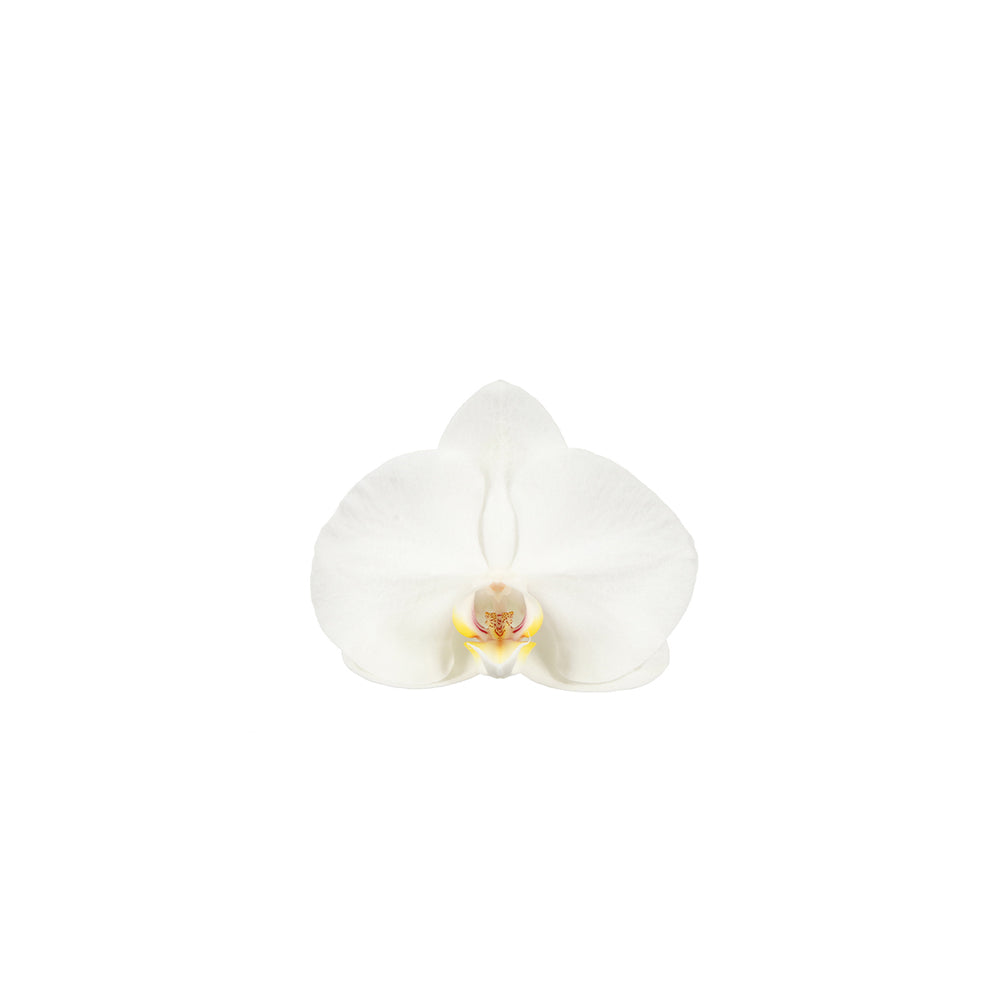  Phalaenopsis Dioro, 2 Tiges : Coupe D.13cm