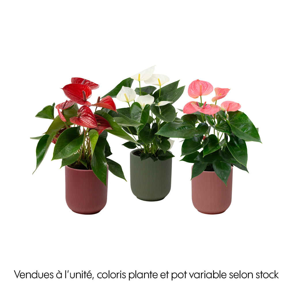  Anthurium Grandiflora, Coloris Variable : Cache Pot D.14cm
