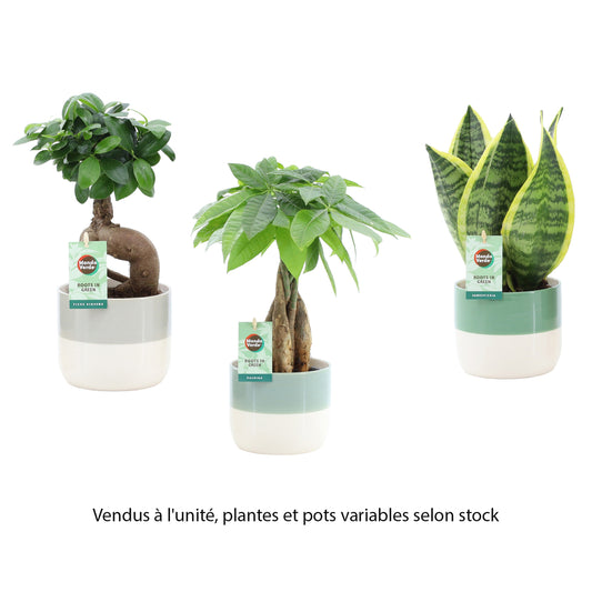 Plante Verte Mix, Variétés Variables : Cache-pot D.13cm - H.30/35cm