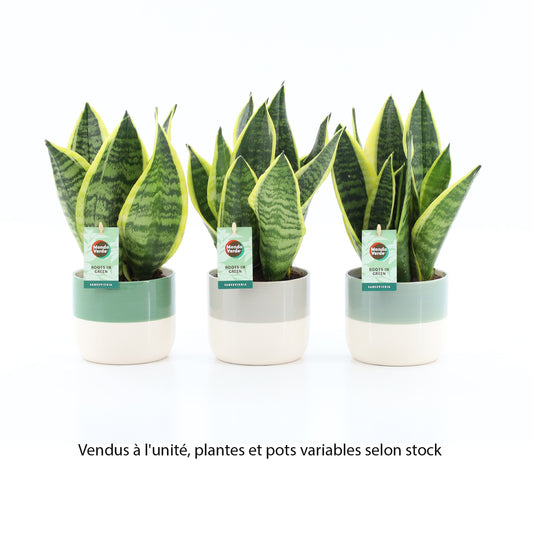  Plante Verte Mix, Variétés Variables : Cache-pot D.13cm - H.30/35cm