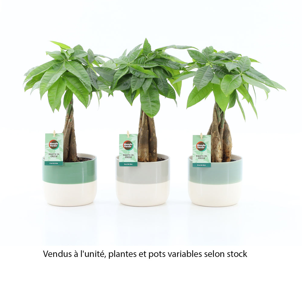  Plante Verte Mix, Variétés Variables : Cache-pot D.13cm - H.30/35cm