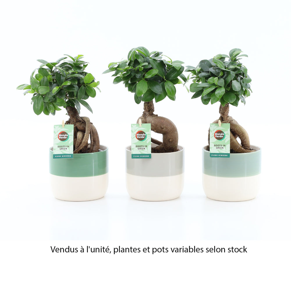  Plante Verte Mix, Variétés Variables : Cache-pot D.13cm - H.30/35cm