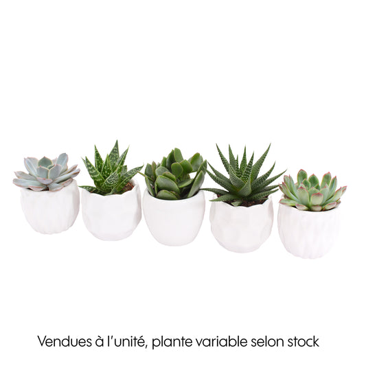  Plante Succulente, Plusieurs Variétés Possibles : Pot Blanc D.8cm