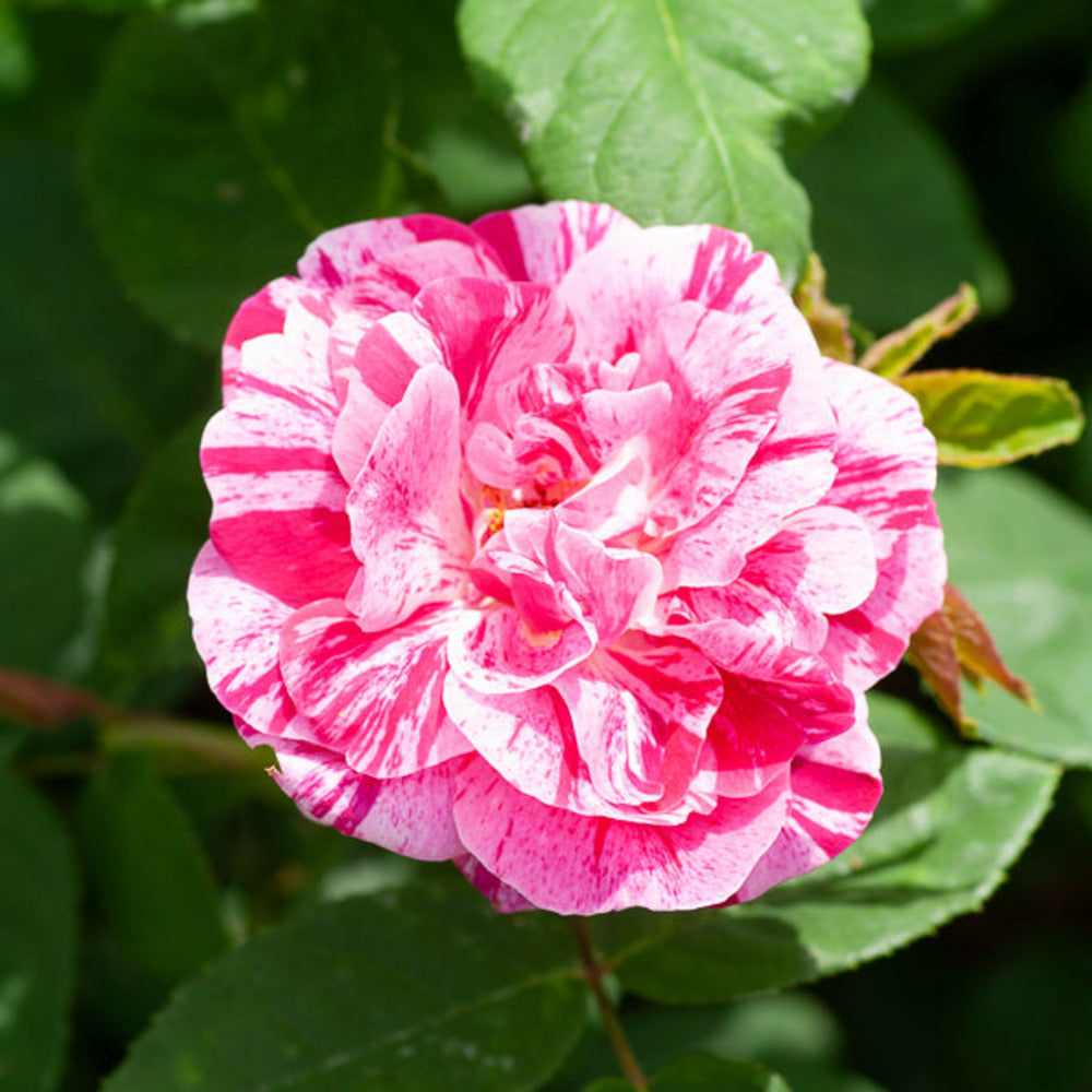  Rosier Botanique Ferdinand Pichard - La Pièce En Racine Nue / 2+ Branches