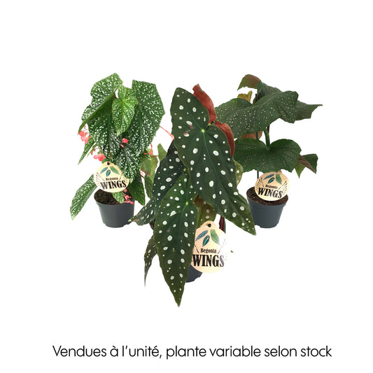  Begonia Wings, Coloris Variable : Pot D.12cm