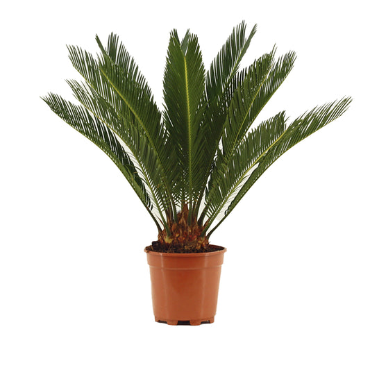  Cycas Revoluta : Pot D.17cm