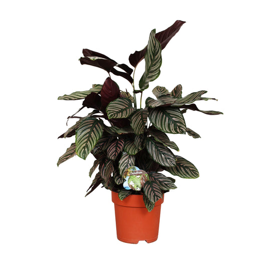  Calathea Ornata : Pot D.24cm