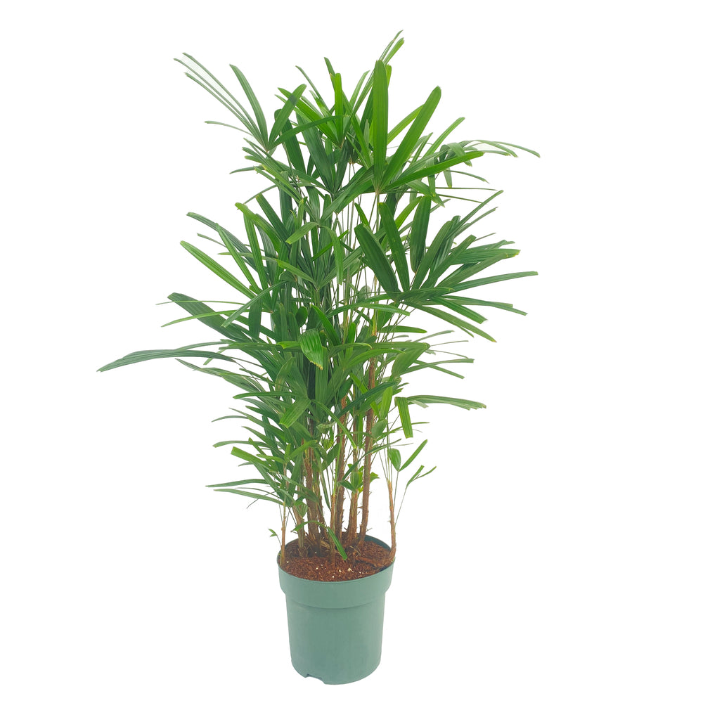  Rhapis Excelsa : Pot D.30cm