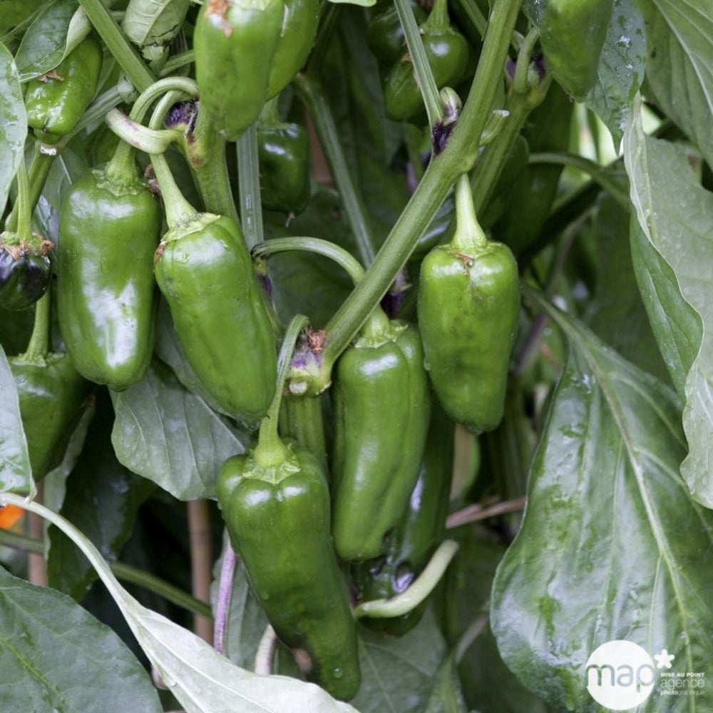  Plant De Piment 'Basque Gorria' F1 Bio : Pot De 0,5 Litre