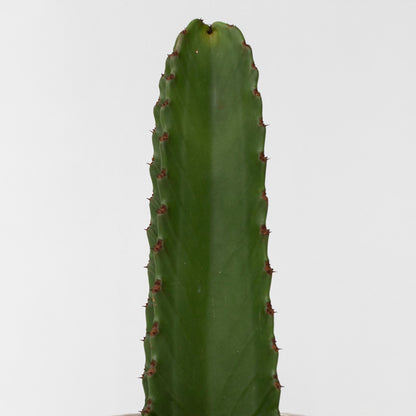  Euphorbe Ingens - Euphorbia Ingens - Hauteur 85-95cm - ⌀24cm