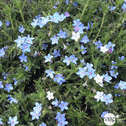  Lithodora Diffusa: Conteneur 3 Litres