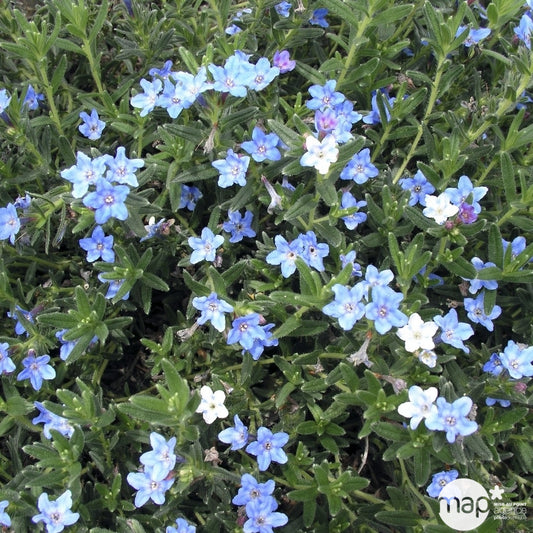  Lithodora Diffusa: Conteneur 3 Litres