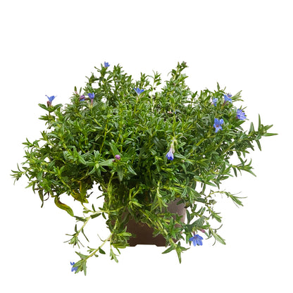  Lithodora Diffusa: Conteneur 3 Litres