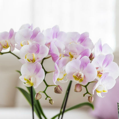  Kolibri Orchidées Roses Phalaenopsis Orchidée Portugal + Pot Décoratif Malaga Rose - Taille De Pot 9cm