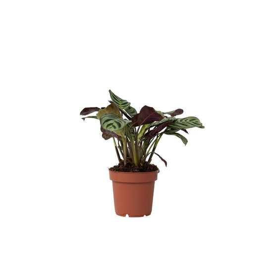  Plante Dormeuse - Ctenanthe 'amagris' - Hauteur 20-30cm - ⌀12cm