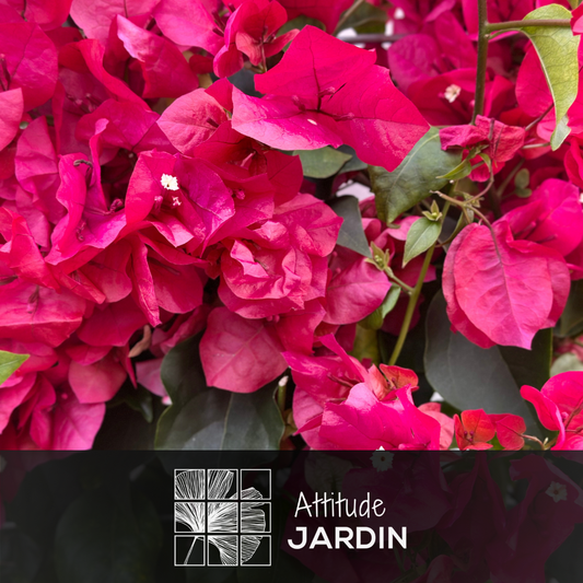 Bougainvillier Fushia Palissé - Plante Fleurie - ↕ 80-90 Cm - ⌀ 21 Cm - Plante D'extérieur