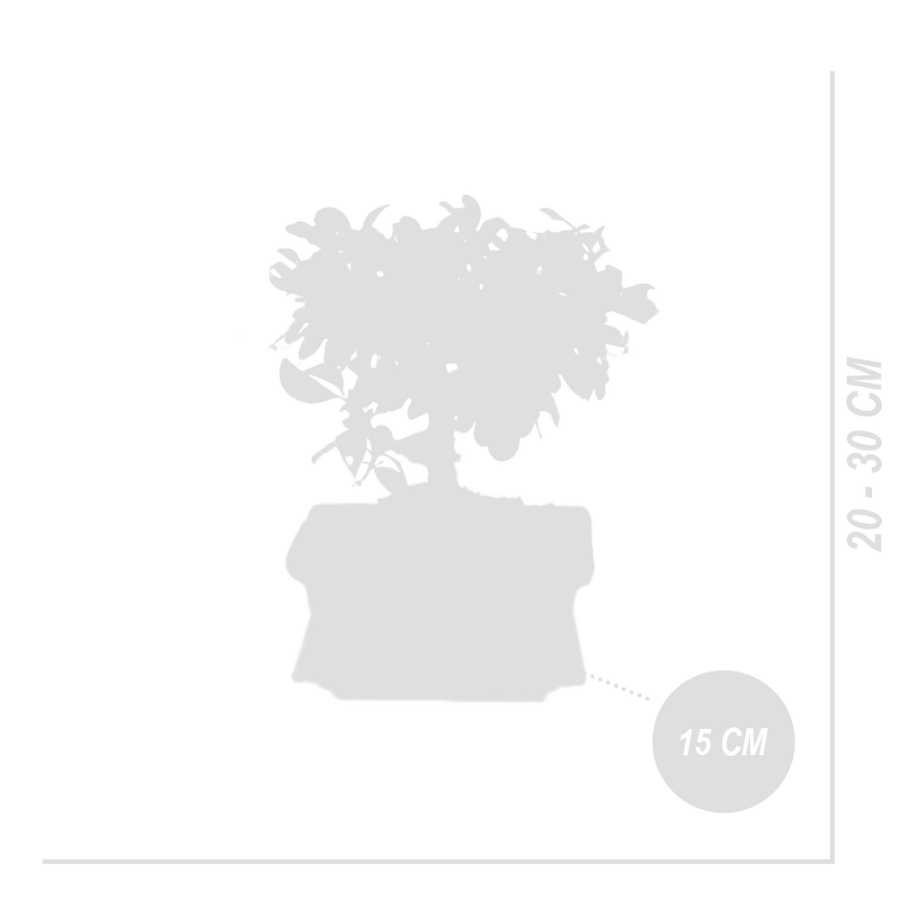  Bonsai Carmona - Forme Sphère - Bonsaï - Plantes D'intérieur - Hauteur 20-30 Cm - 15 Cm De Large