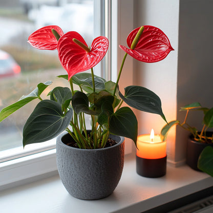  Langue De Feu - Anthurium 'royal Champion' - Hauteur 35-45cm - ø12cm