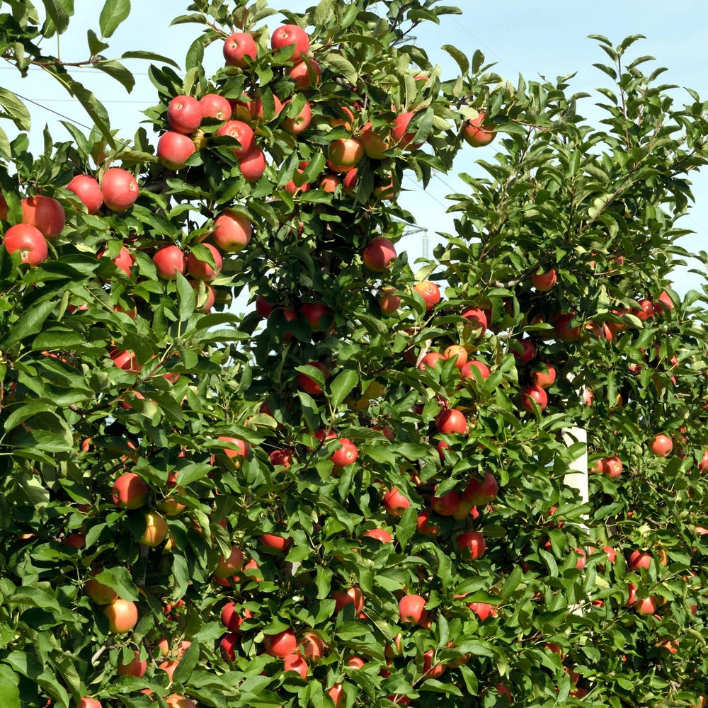  Pommier - Set De 3 - Malus - Hauteur 60-70cm - ⌀9cm