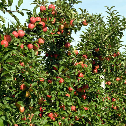 Pommier - Set De 3 - Malus - Hauteur 60-70cm - ⌀9cm