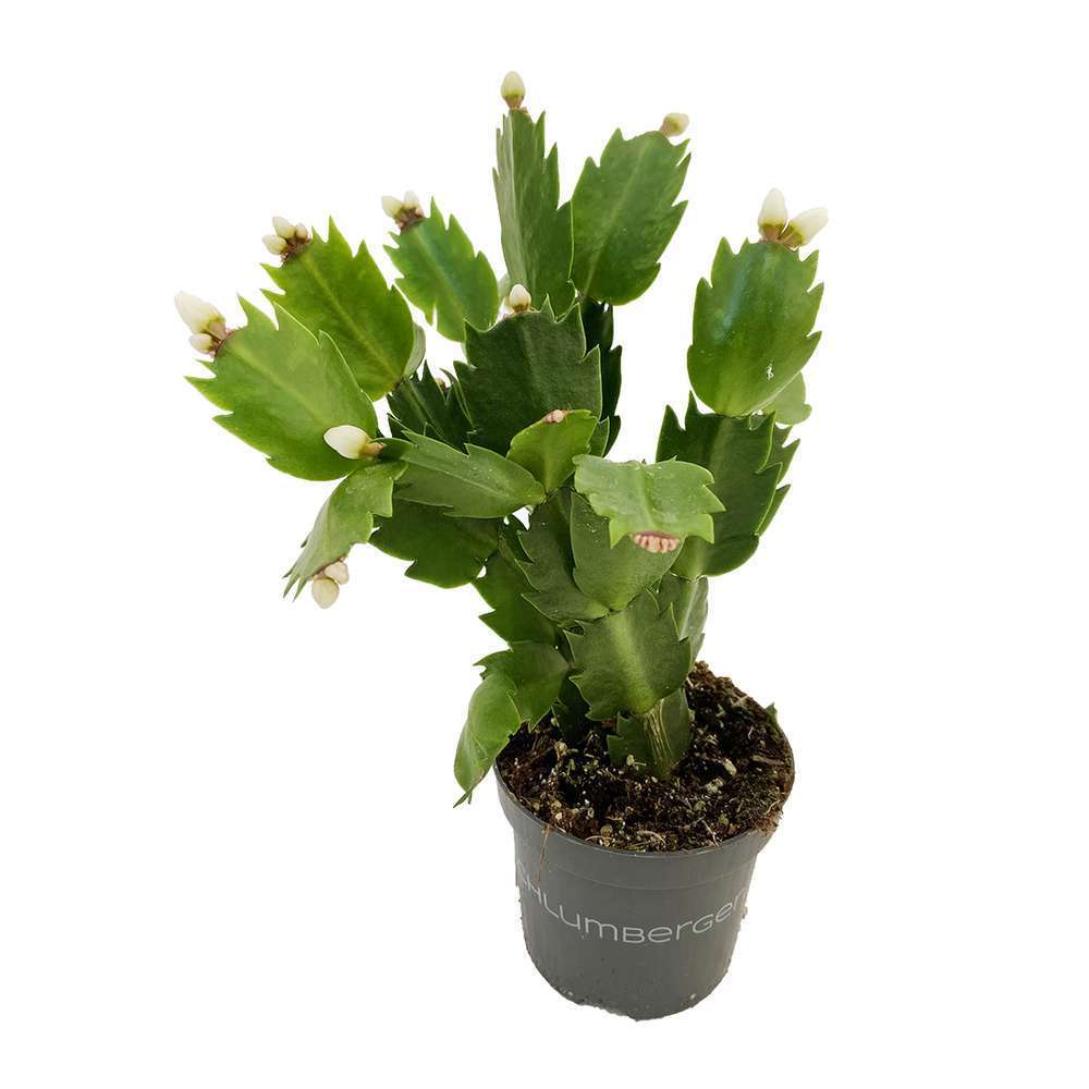  Cactus De Noël: Pot Ø9cm - Coloris Variables