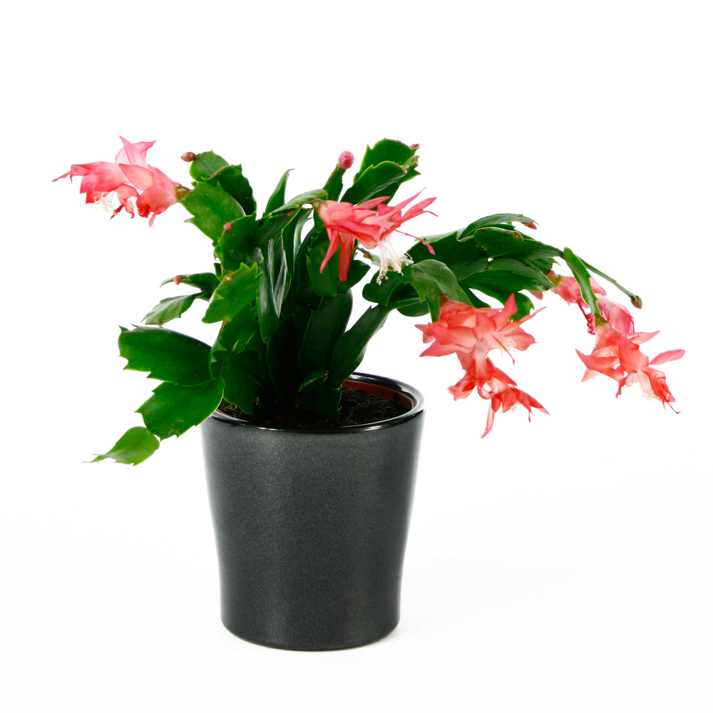  Cactus De Noël: Pot Ø9cm - Coloris Variables