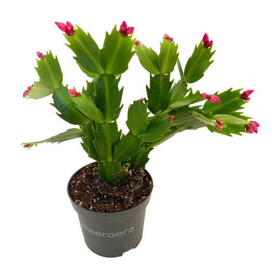 Cactus De Noël: Pot Ø9cm - Coloris Variables