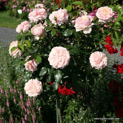  Rosier Kordes - Rosa 'garden Of Roses'®