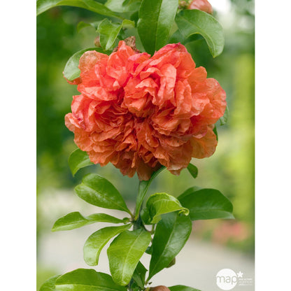  Grenadier (Punica Granatum) : Pot De 10L