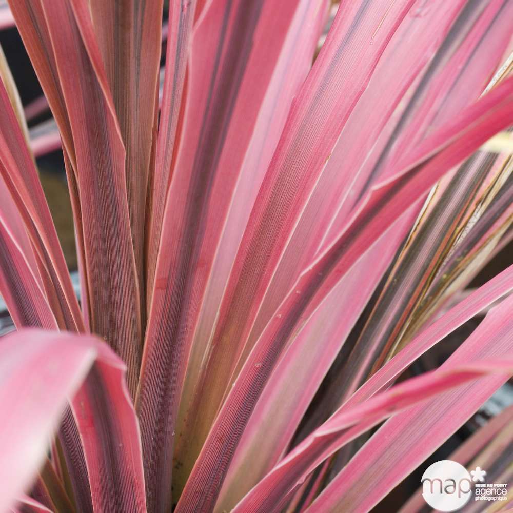  Cordyline Mix: C7L