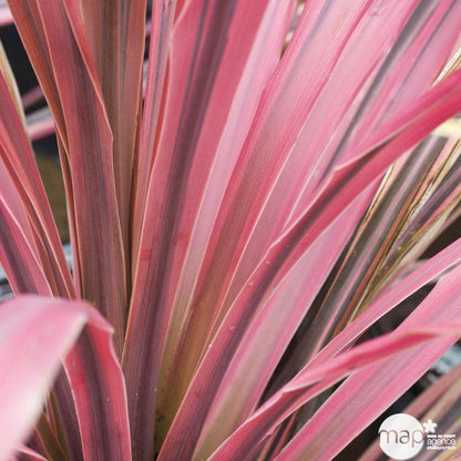  Cordyline Mix: C7L