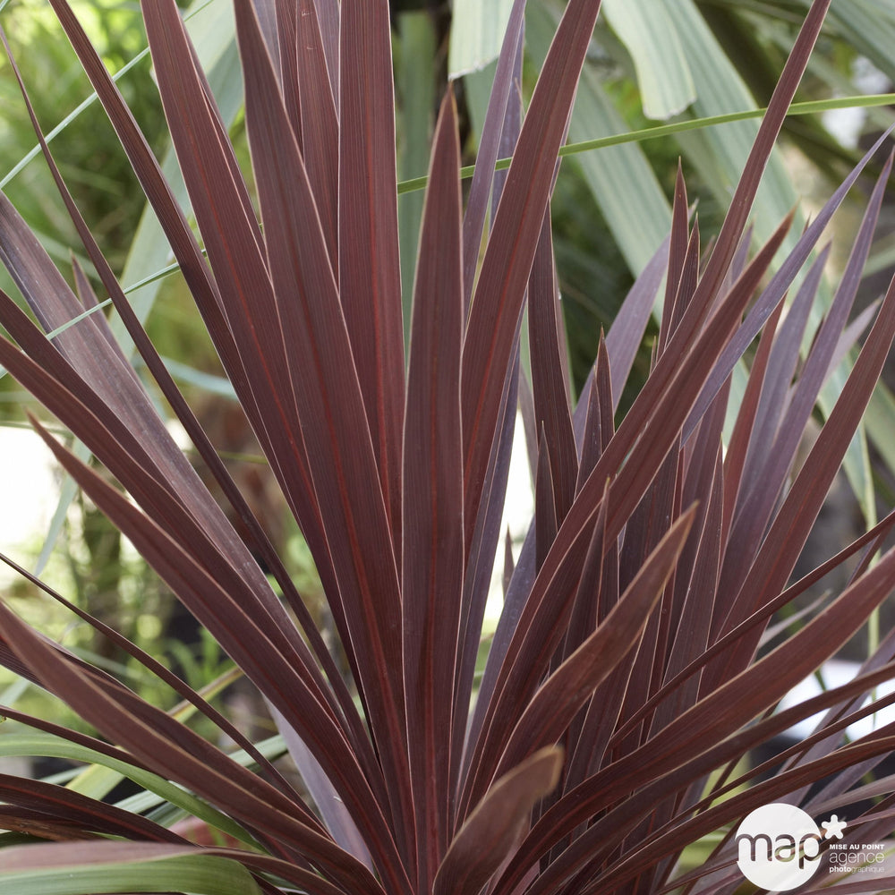  Cordyline Mix: C7L