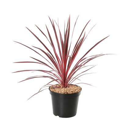  Cordyline Mix: C7L
