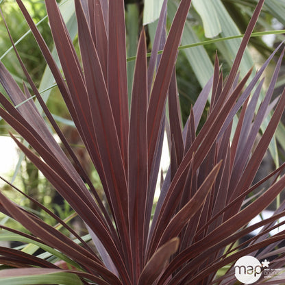  Cordyline Mix: C7L