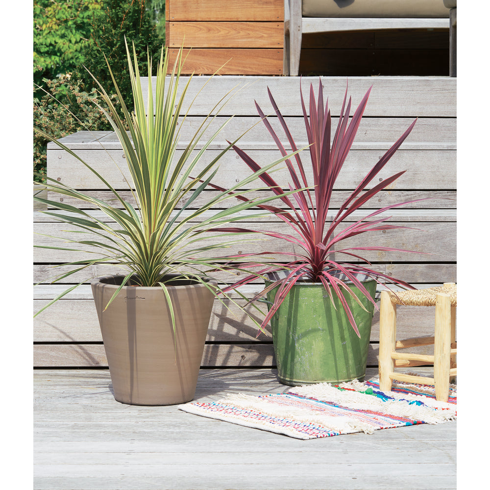  Cordyline Mix: C7L