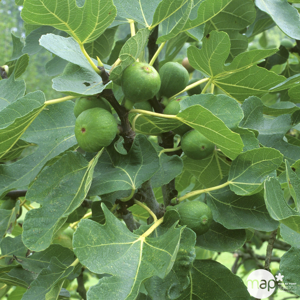  Ficus Carica En Tige 16/18 Cm : Pot De 55L