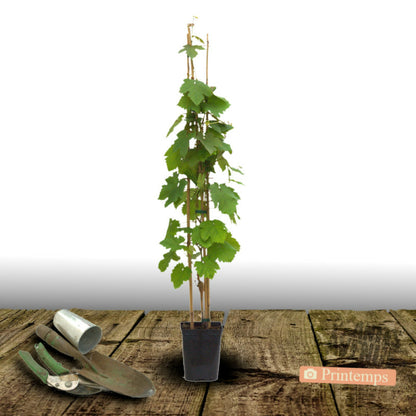  Vigne Vinifera Chasselas Rosé/[-]pot De 3l - Echelle Bambou 60/120 Cm