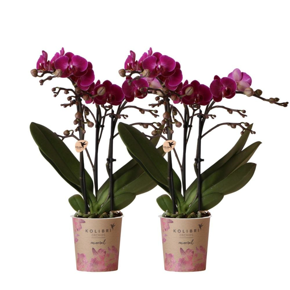  Orchidée Phalaenopsis Mauve - Lot De 2 35cm - Plante D'intérieur