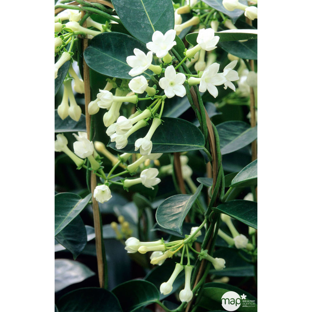  Jasmin De Madagascar : Grappes, Cache-pot.
