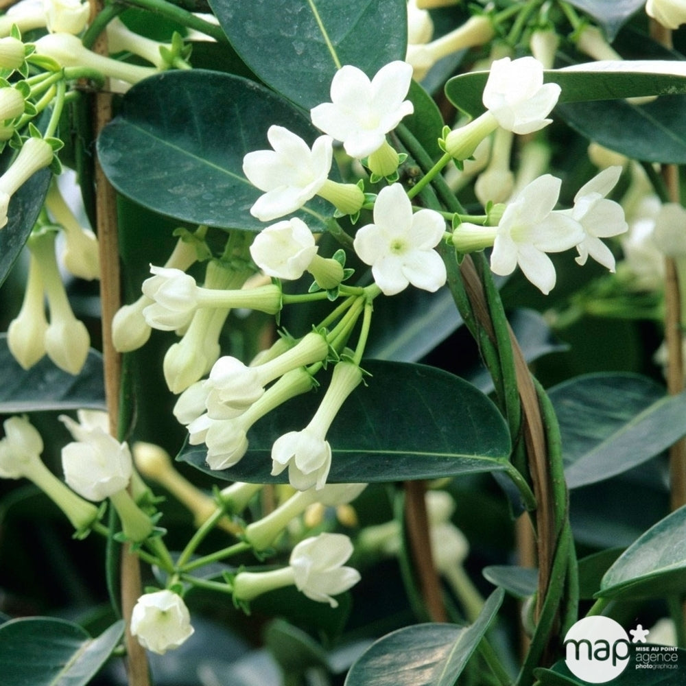  Jasmin De Madagascar : Grappes, Cache-pot.