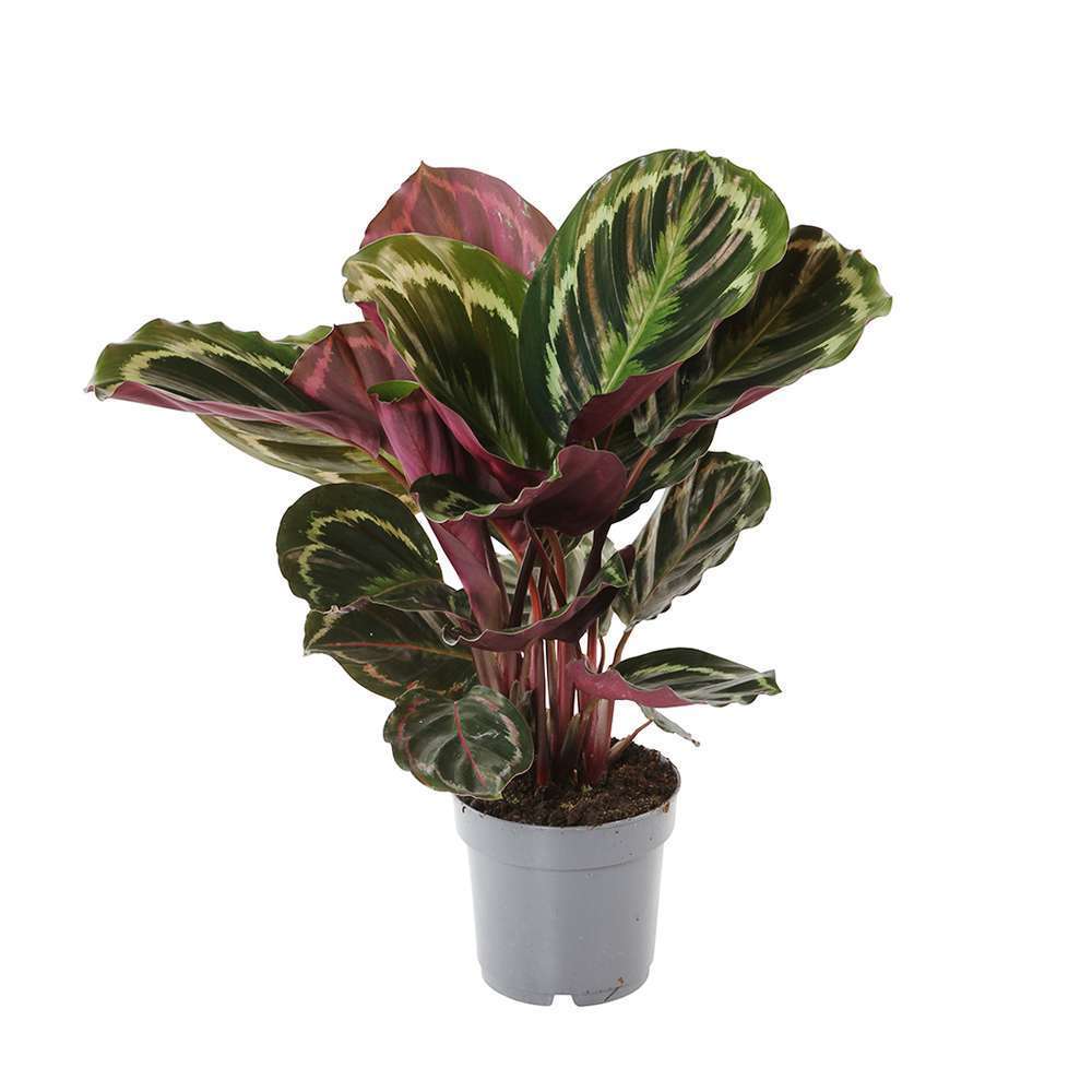  Calathéa : Plante Ø14cm Pot