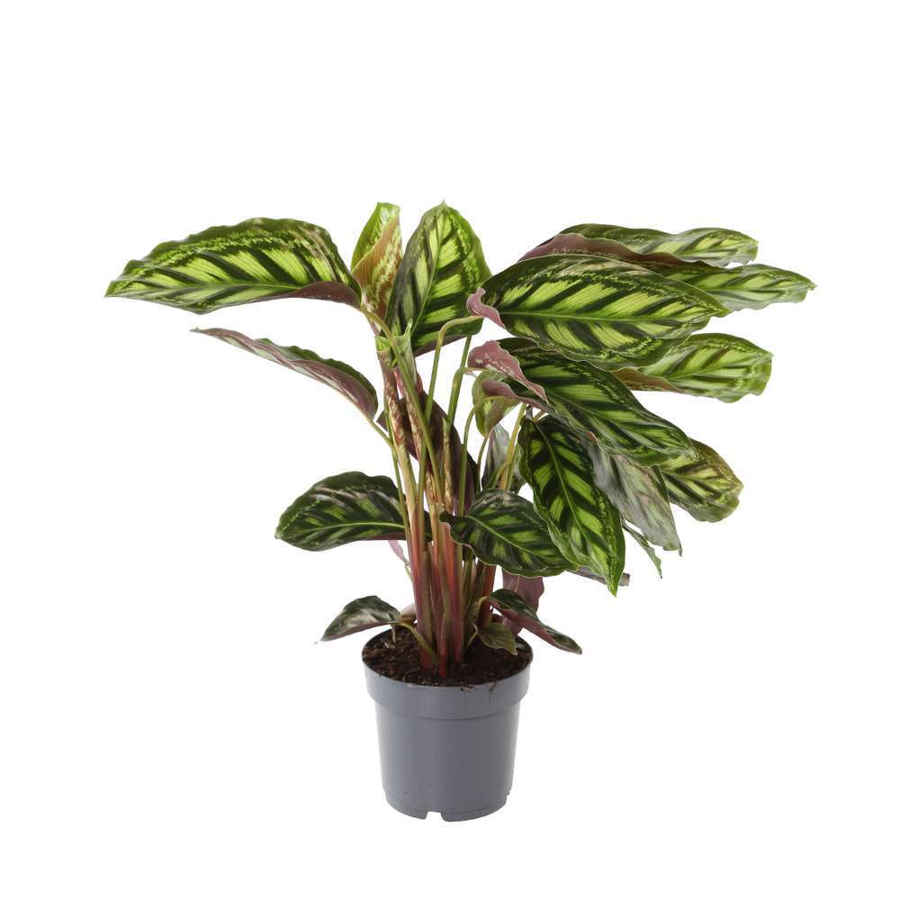  Calathéa : Plante Ø14cm Pot