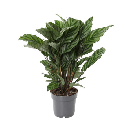  Calathéa : Plante Ø14cm Pot