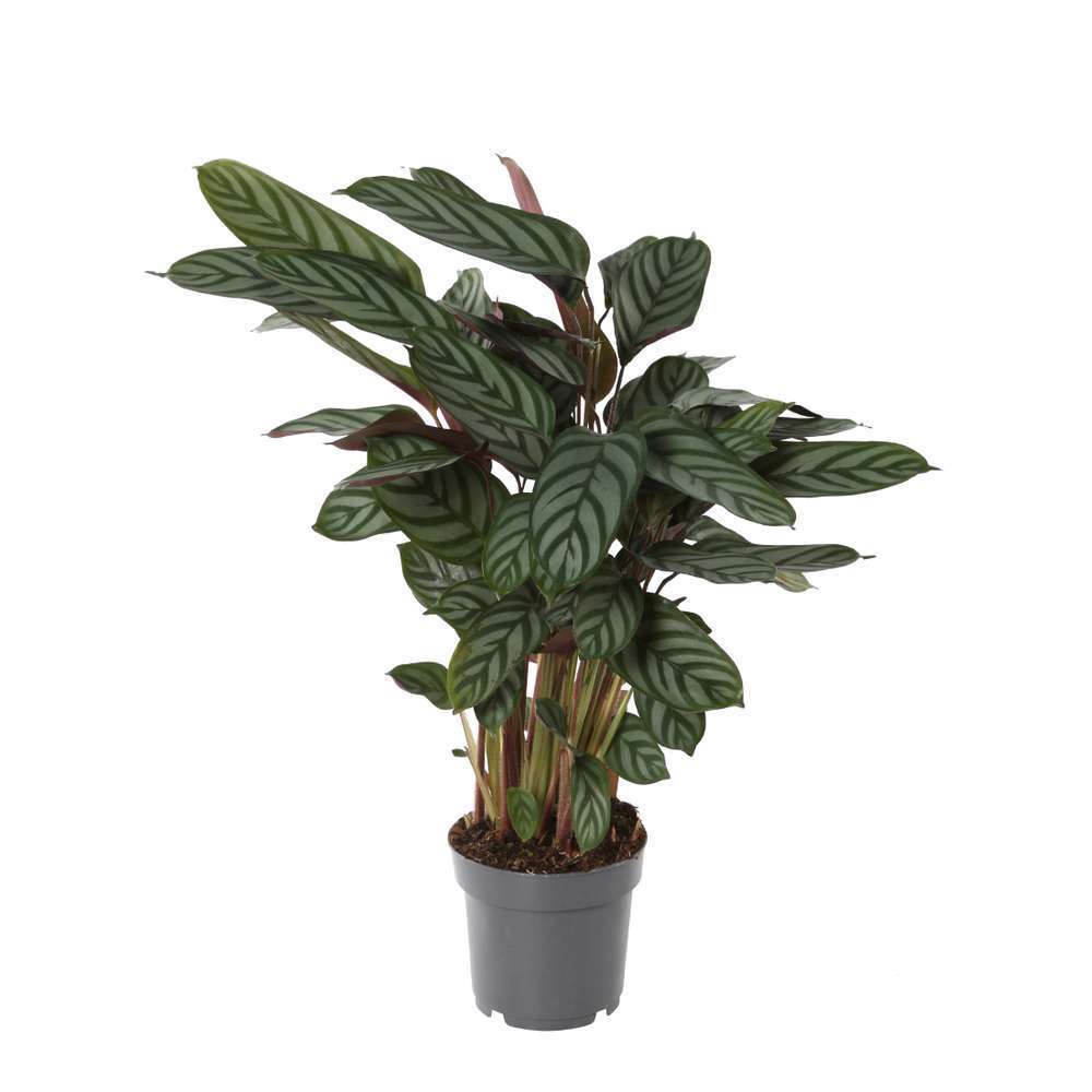  Calathéa : Plante Ø14cm Pot