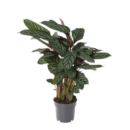  Calathéa : Plante Ø14cm Pot