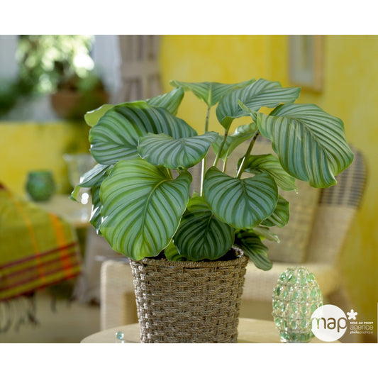  Calathéa : Plante Ø14cm Pot
